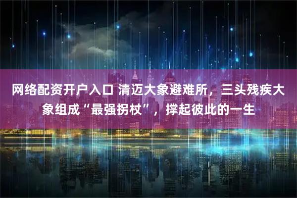 网络配资开户入口 清迈大象避难所，三头残疾大象组成“最强拐杖”，撑起彼此的一生